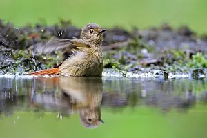 Phoenicurus: Common Redstart
