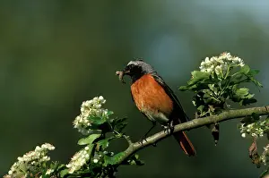 Phoenicurus: Common Redstart