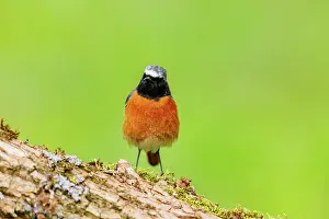 Leon: Common redstart