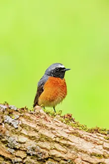 Leon: Common redstart