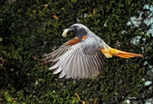 Grub: Common Redstart - adult in flight with its prey