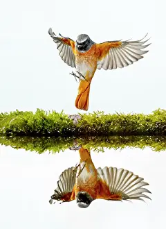 Phoenicurus: Common Redstart - adult in flight with reflection
