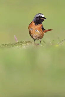 Roy Glen: Common Redstart adult male perched on mossy rock Scotland