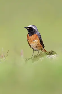 Roy Glen: Common Redstart adult male perched on mossy rock Scotland