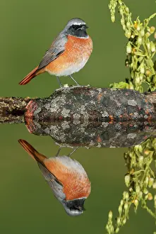 Phoenicurus: Common Redstart - adult perched on a stone - with reflection