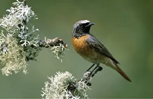 Redstarts: Common REDSTART - on branch