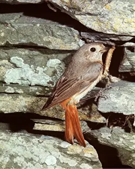 Caterpillars: Common REDSTART - with caterpillar / larvae in beak