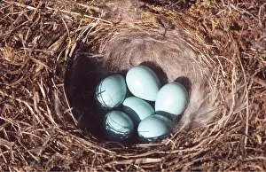 Circles: Common REDSTART EGGS - x six in nest