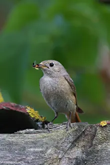 Phoenicurus: Common Redstart female with insects