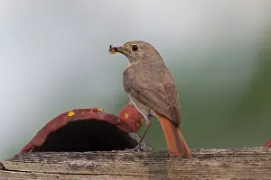 Phoenicurus: Common Redstart female with insects