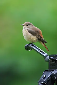 Phoenicurus: Common Redstart - female perched on camera tripod in garden