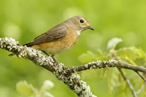 Phoenicurus: Common Redstart - female perched - Castilla Leon