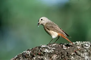 Redstarts: Common REDSTART - female on wood