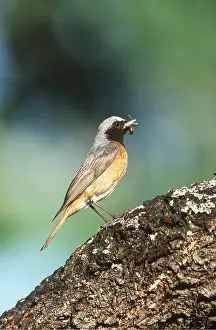 Redstarts: Common REDSTART - food in beak
