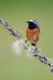 Roy Glen: Common Redstart on lichen covered twig