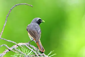 Scaninavia: Common Redstart - male