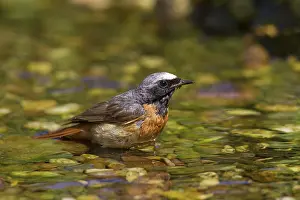 Phoenicurus: Common Redstart male bathing
