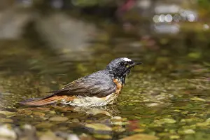 Phoenicurus: Common Redstart male bathing