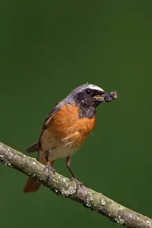 Phoenicurus: Common Redstart male with insects