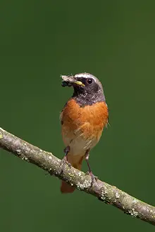 Phoenicurus: Common Redstart male with insects