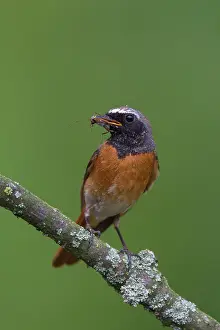 Phoenicurus: Common Redstart male with insects