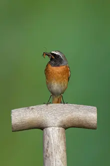Phoenicurus: Common Redstart male with insects