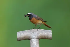 Phoenicurus: Common Redstart male with insects