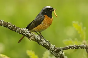 Phoenicurus: Common Redstart - male perched - Castilla Leon