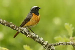 Phoenicurus: Common Redstart - male perched - Castilla Leon