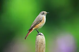 Phoenicurus: Common Redstart - male in winter plumage, in garden