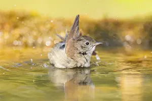 Pools: Common redstart (Phoenicurus phoenicurus) female bathing at a water pool