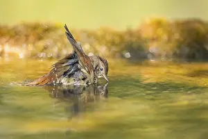 Pools: Common redstart (Phoenicurus phoenicurus) female bathing at a water pool