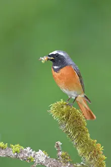 Phoenicurus: Common redstart (Phoenicurus phoenicurus), male