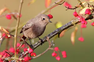 Phoenicurus: Common redstart (Phoenicurus phoenicurus) in a spindle