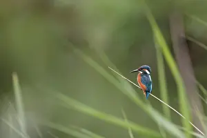 Oostvaardersplassen: Common Reed