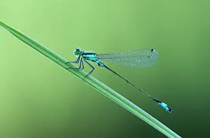 Ischnura: Common Reed