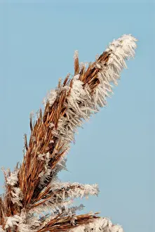 Hoar: Common Reed