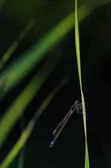 Tang: Common Reed