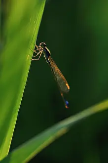 Tang: Common Reed