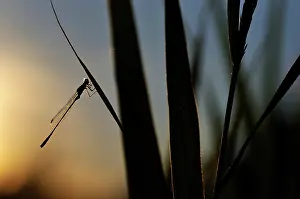 Tang: Common Reed