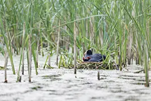 Phragmites: Common Reed