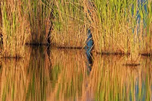 Veld: Common Reed