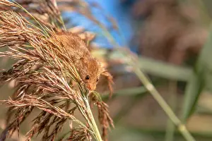 Groningen: Common Reed
