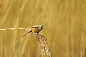 Panurus: Common Reed