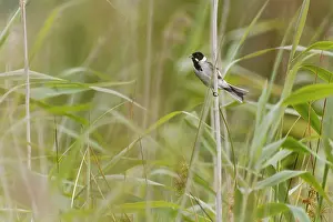 Schoeniclus: Common Reed Bunting
