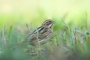 Schoeniclus: Common Reed Bunting