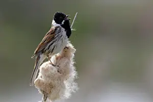 Schoeniclus: Common Reed Bunting