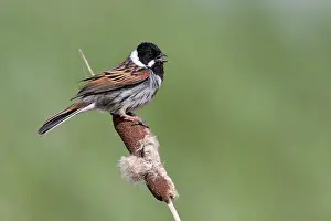 Schoeniclus: Common Reed Bunting