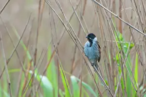 Schoeniclus: Common Reed Bunting