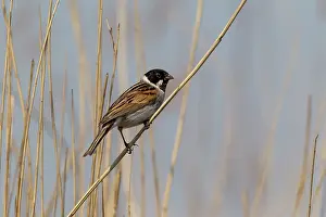 Schoeniclus: Common Reed Bunting